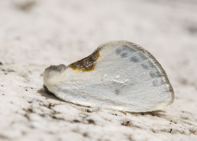 Cilix hispanica, Drepanidae